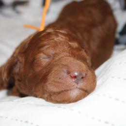 Boy 4 - Goldendoodle puppy in Kingwood, Texas from Prime Doodles