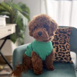Theo - Goldendoodle