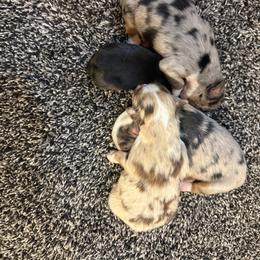 Boy 2 - Red merle male Australian Shepherd puppy in Churchill County Fallon, Nevada from Card Family Ranch