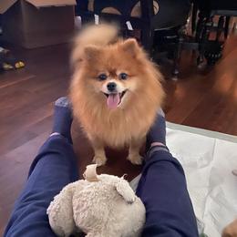 Big Mama - Pomeranian