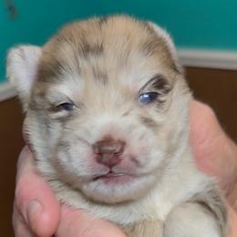 Jane - Merle female Pomsky puppy in Spring Hill, Florida from PDQ Pomskies