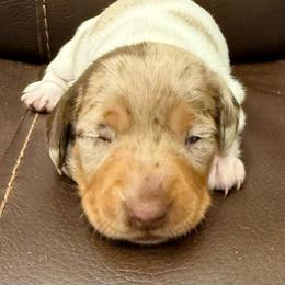 Tottie Girl 2 - Dapple female Dachshund puppy in Joshua Tree, California from Desert Dreams Ranch