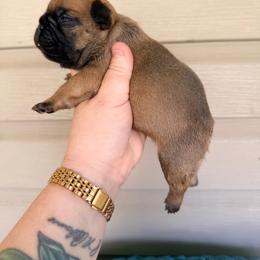 Thanos - Fawn male French Bulldog puppy in Washington, Pennsylvania from Crooked Pine French Bulldogs