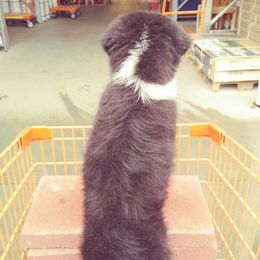 Australian Shepherd and Miniature Australian Shepherd Puppies from Grayback Aussies