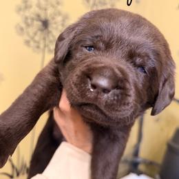 Red - Chocolate male Labrador Retriever puppy in Manheim, Pennsylvania from Monarch Labradors