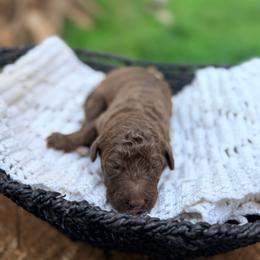 Wave - Chocolate male Goldendoodle puppy in Pollock Pines, California from Penny Lane’s Doodles