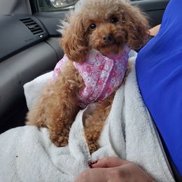 Cavapoo, Maltese, Maltipoo, and Poodle Puppies from Mt.BakerPoodles&Doodles