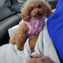 Cavapoo, Maltese, Maltipoo, and Poodle Puppies from Mt.BakerPoodles&Doodles