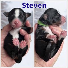 Steven - Tri-color male Bernedoodle puppy in Banner Elk, North Carolina from Walnut Tree Bernedoodles