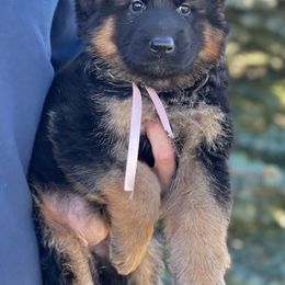 Boy 4 - German Shepherd puppy in Powell, Wyoming from Von Reich Haus