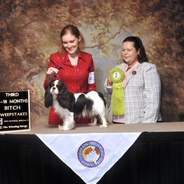 Paris - Cavalier King Charles Spaniel