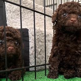 Poodle Puppies from Tiny Toy Poodles