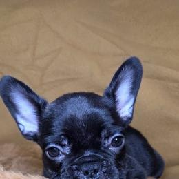 Mikey - Brindle male French Bulldog puppy in Capitol Heights, Maryland from Heritage Bully Co.