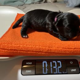 Shihpoo and Shih Tzu Puppies from STORM'S CAPONE  & DAKOTAKIA AKC QUALITY SHIH TZU'S