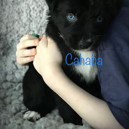 Australian Shepherd Puppies from Cahaba Australian Shepherds