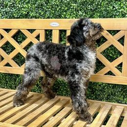 Bluey - Poodle