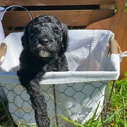 Sheepadoodle Puppies from Primrose Cottage Puppies