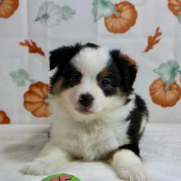 Brandy - Black tri female Toy Australian Shepherd puppy in Bauxite, Arkansas from J & B Mini Aussies