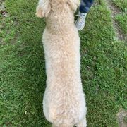 Bearded Retriever All Grown Up from Oakwood Bearded Retrievers