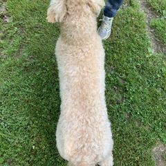 Bearded Retriever All Grown Up from Oakwood Bearded Retrievers