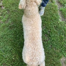 Bearded Retriever All Grown Up from Oakwood Bearded Retrievers