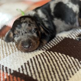 Mustang (green) - Dapple male Dachshund puppy in Turlock, California from Valley Bassets & Dachshunds