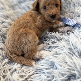 Goldendoodle Puppies from At The Cross Kennel