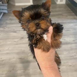 Maltese and Yorkshire Terrier Puppies from tatortot pup