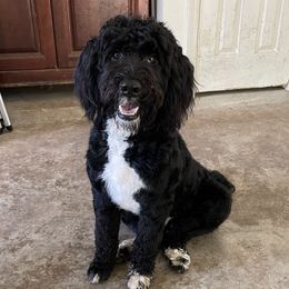 Beau - Portuguese Water Dog