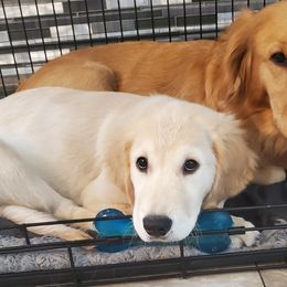 Golden Retriever Puppies from Nutmeg's Golden Puppy Dog