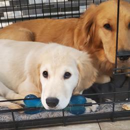 Golden Retriever Puppies from Nutmeg's Golden Puppy Dog