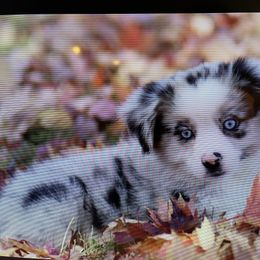 Miniature Australian Shepherd and Toy Australian Shepherd Puppies from Natural Life Ranch