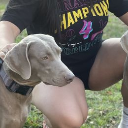 Weimaraners from Desert skyes weims