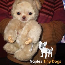Chihuahua Puppies from Naples Tiny Dogs