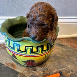 Orange Collar - Red  female Poodle puppy in Henagar, Alabama from Windy Oak Kennels