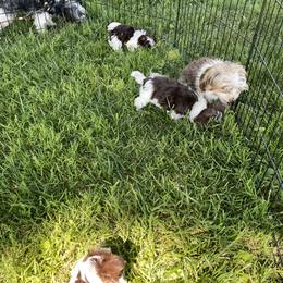 Biewer Terrier Puppies from Dillard’s Dawgs