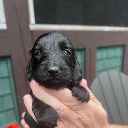 Girl 1 - Black female Dachshund puppy in Gouverneur, New York from Dack Dachshunds