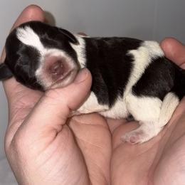 Chocolate Parti Boy 2 - Parti male Miniature Schnauzer puppy in Hillsville, Virginia from Valley View schnauzers