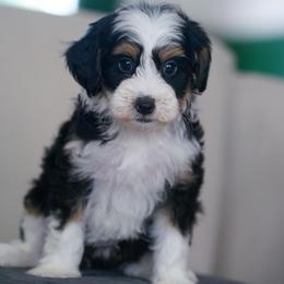 Nakoma - Tri-color female Bernedoodle puppy in Dundee, Ohio from Down Home Doodle