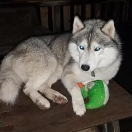 Siberian Huskies from Frost Spirit Siberians