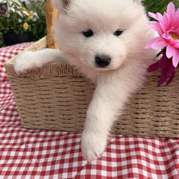 Boy 3 Lime green collar - White male Samoyed puppy in Glasgow, Kentucky from Bluegrass Samoyeds