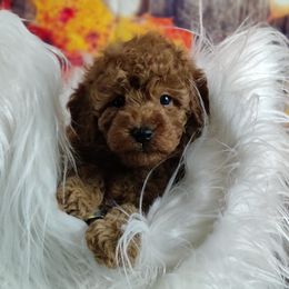 Coton de Tulear and Poodle Puppies from Legacy Pets