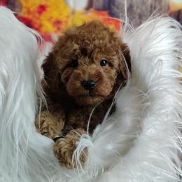 Coton de Tulear and Poodle Puppies from Legacy Pets