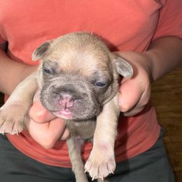 Light blue - Fawn brindle and white French Bulldog puppy in Williamston, North Carolina from Beth’s Precious Dachshunds and Frenchies