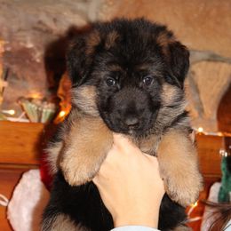 Girl 2 - Black and red female German Shepherd puppy in Claysville, Pennsylvania from Von Kunstlerisch
