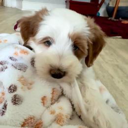 Tassel - Parti female Goldendoodle puppy in Henrico, Virginia from Paws 4 Doodles, LLC