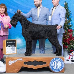 Zorro - Giant Schnauzer