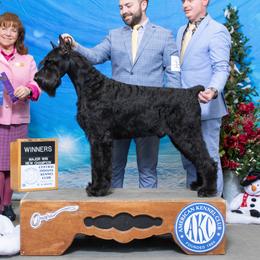 Zorro - Giant Schnauzer