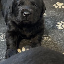Labrador Retriever Puppies from Lookout Mountain Labrador Retrievers