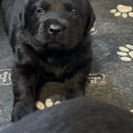 Labrador Retriever Puppies from Lookout Mountain Labrador Retrievers